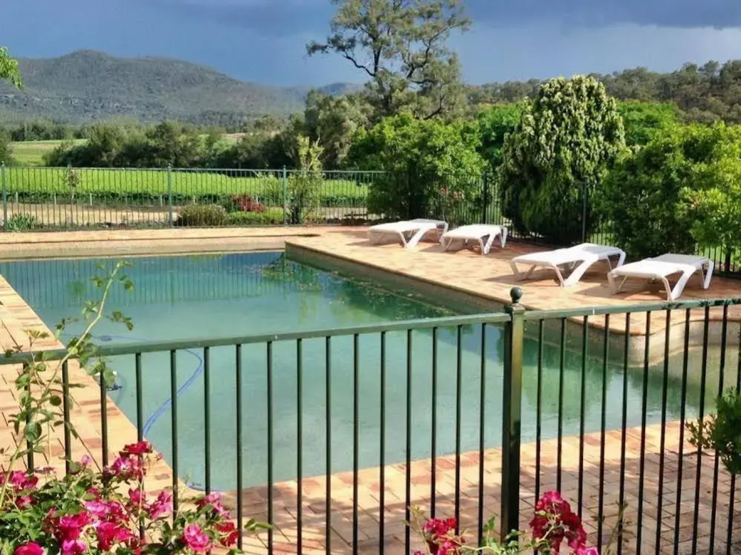 Ascella Organic Wine