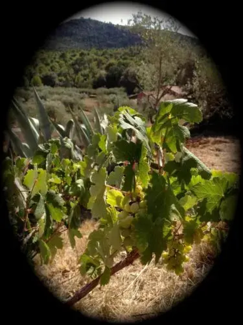 La Villa aux Oliviers