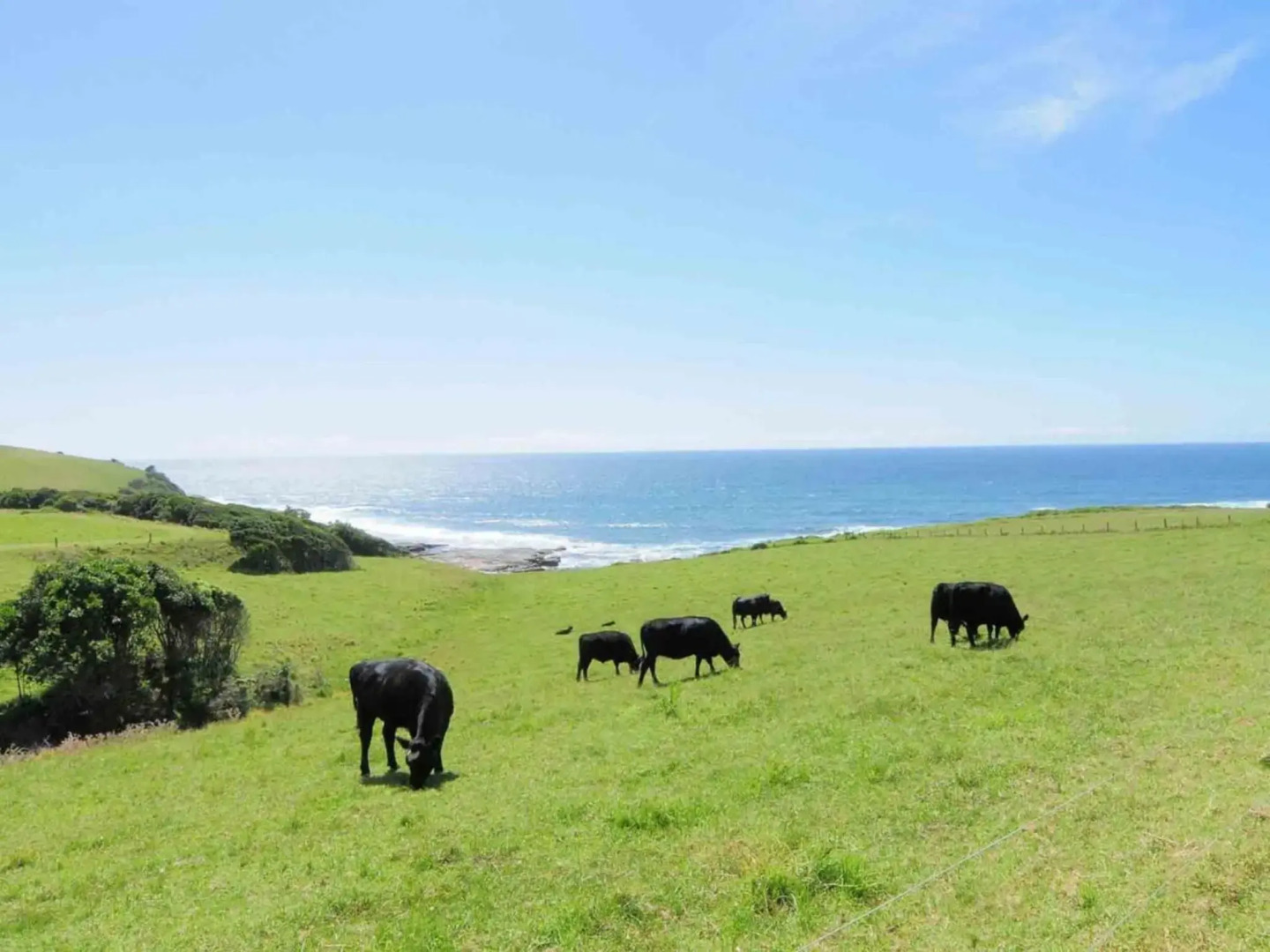 ONE TREE Gerroa 4pm check out Sundays