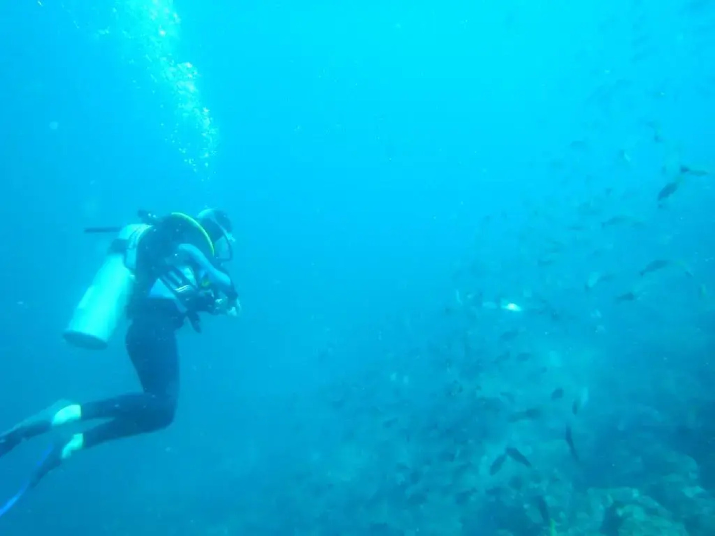 Seahorse Resort and Dive Center