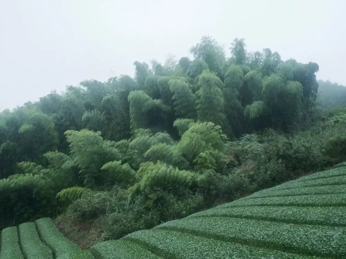 Yui Valley