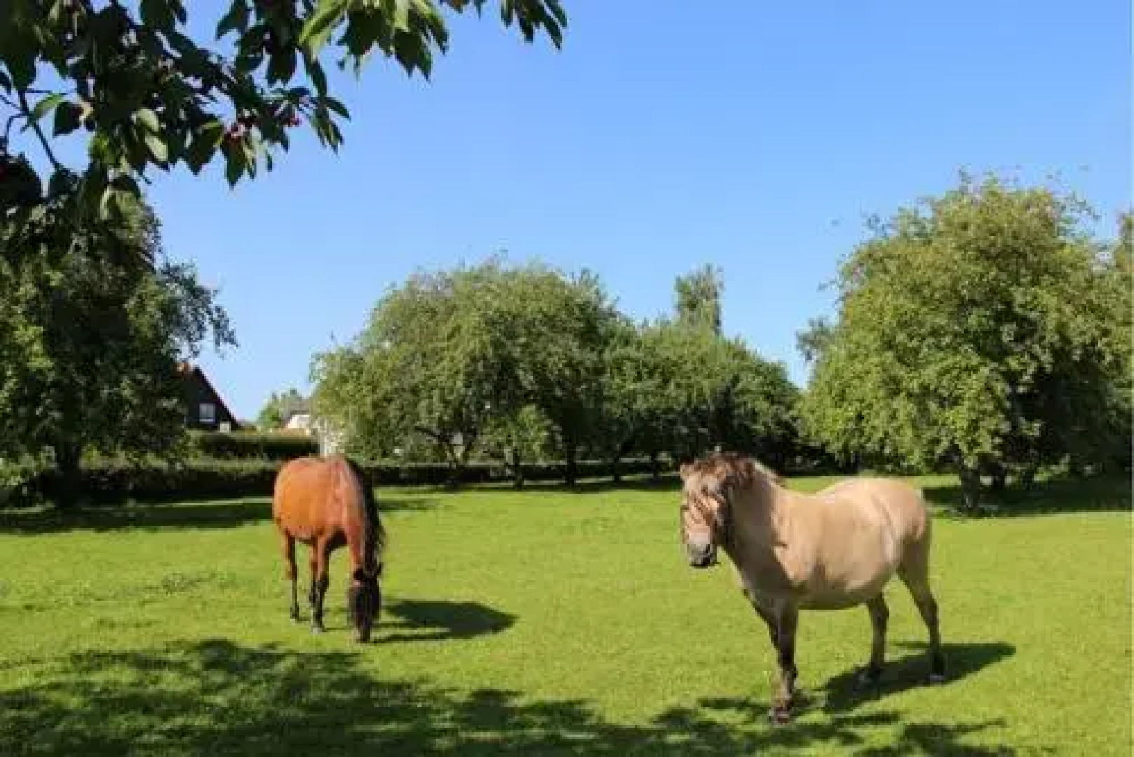 Fewo_S Familie Braatz In Ahrenshag