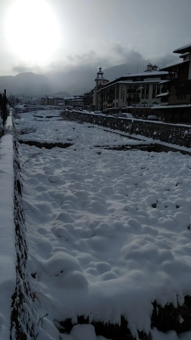 Pine Tree Apartment D34