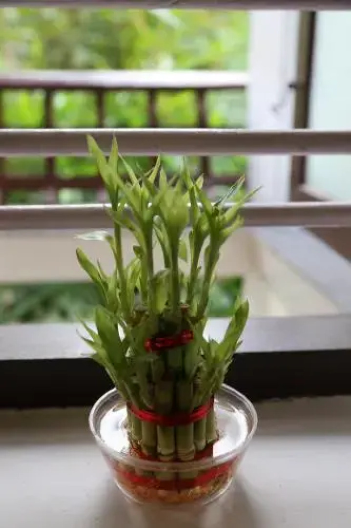 Sangeeth Beach Resort