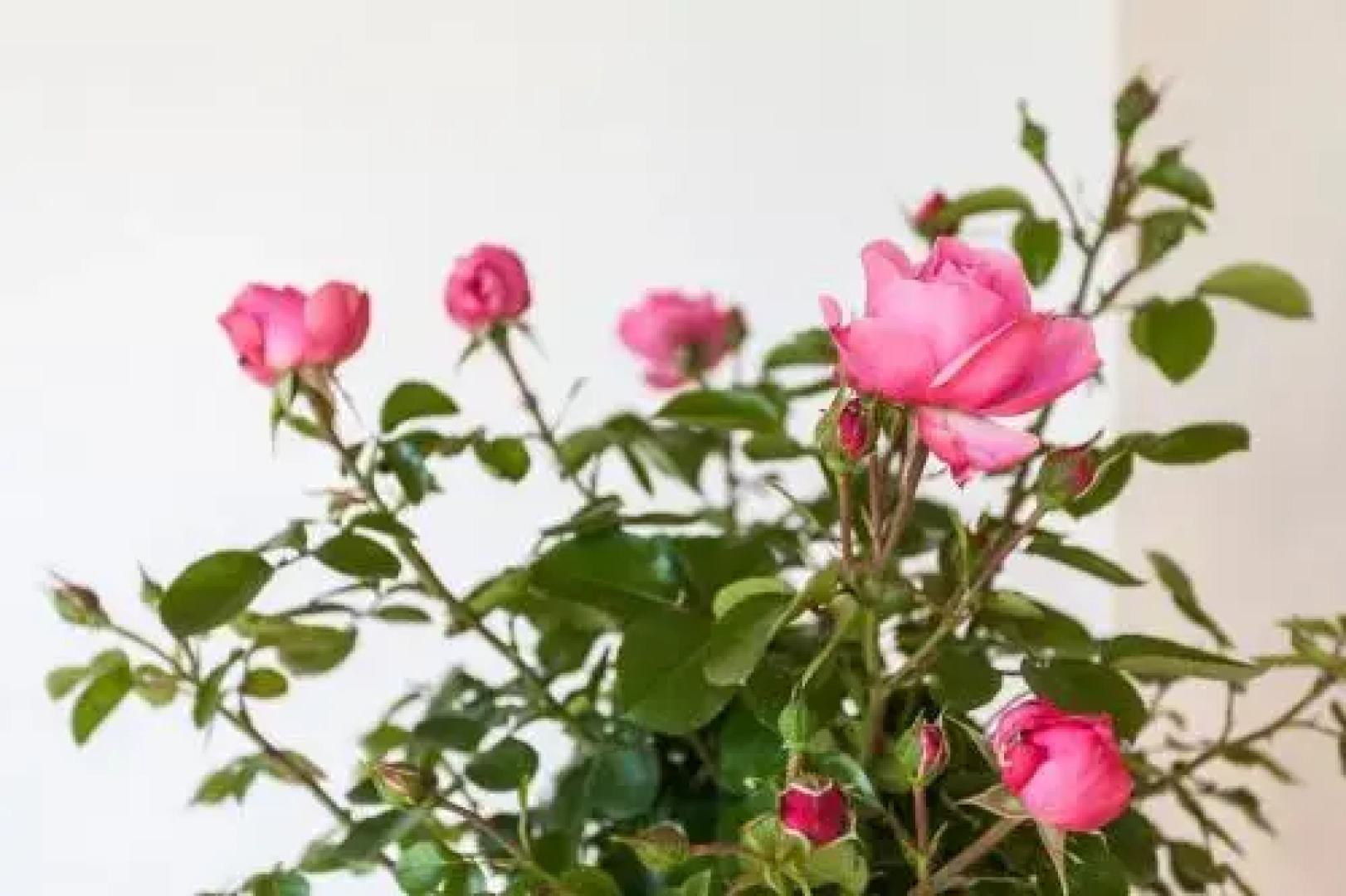 Zehentner - Wein & Feriendomizil