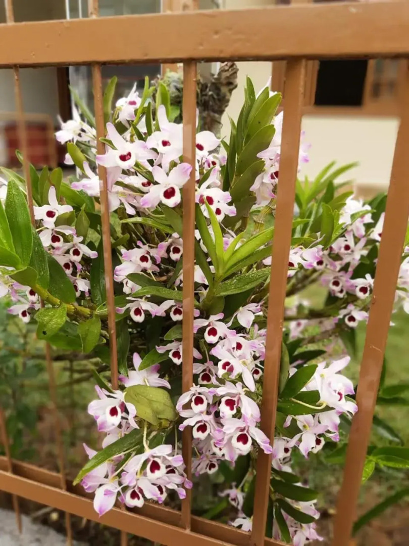 Pousada Il Conventino