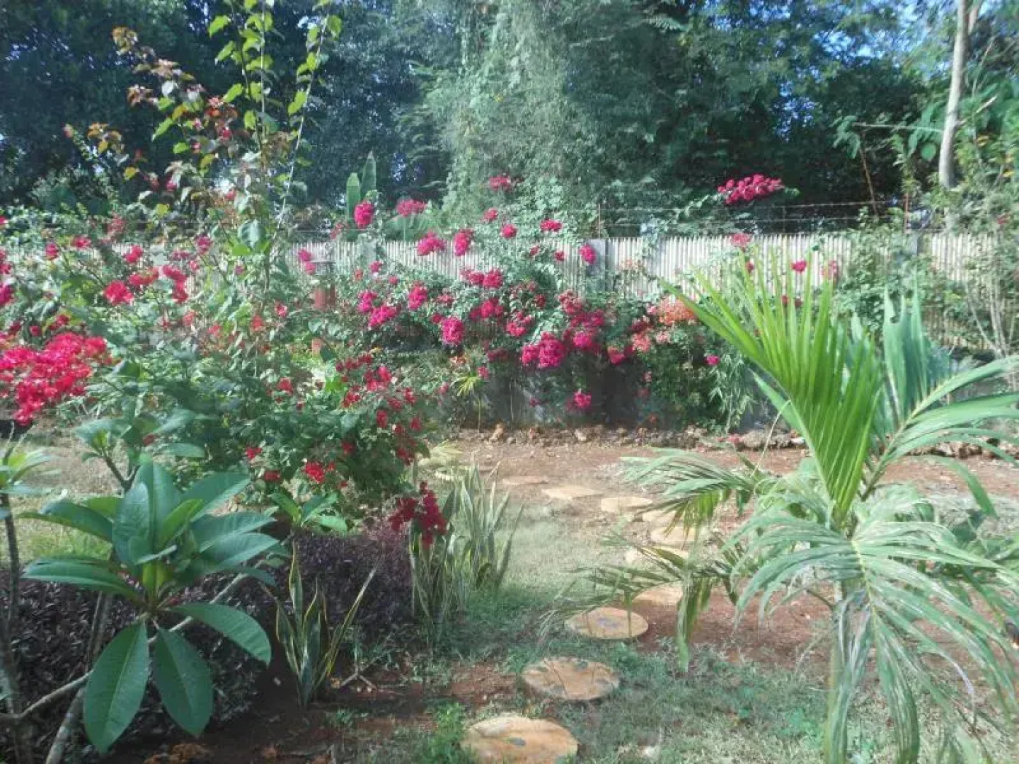 Jungle Flower Guest House