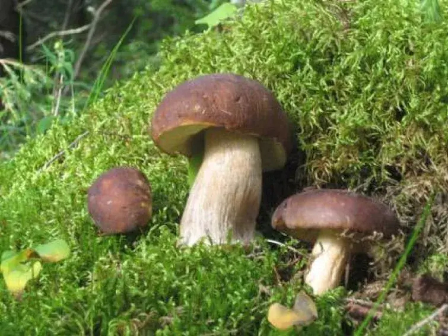 Rinnepelto Lomamökit