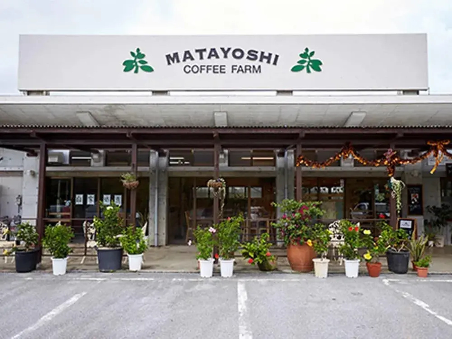 Matayoshi Coffee Farm