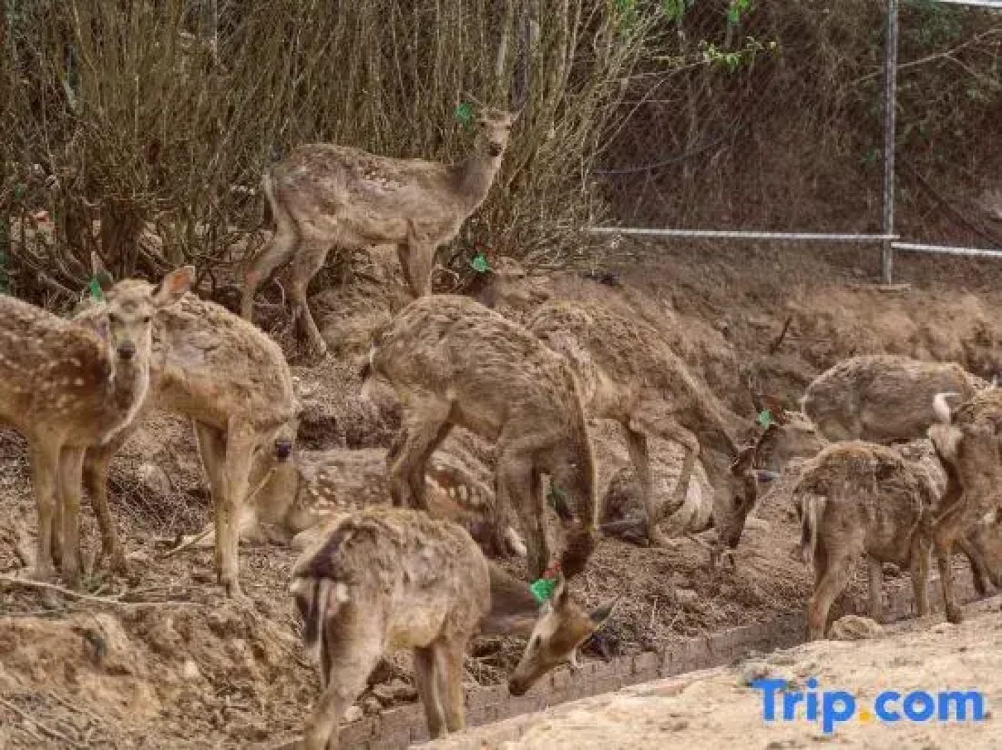 Pu'er Tea Garden Resort Hotel(Pu'er Tea Expo Garden)