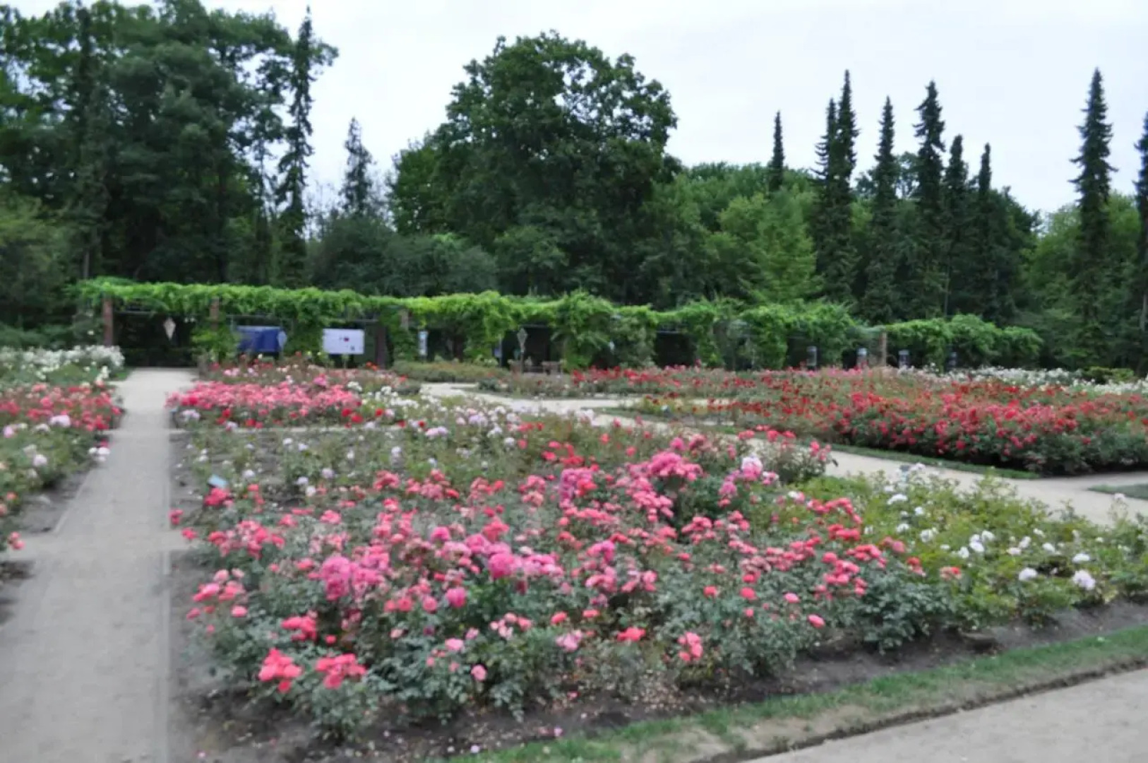 Willa Pod Starymi Lipami