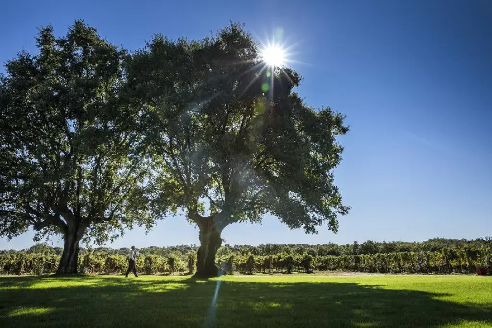 Meneghetti Wine Hotel and Winery