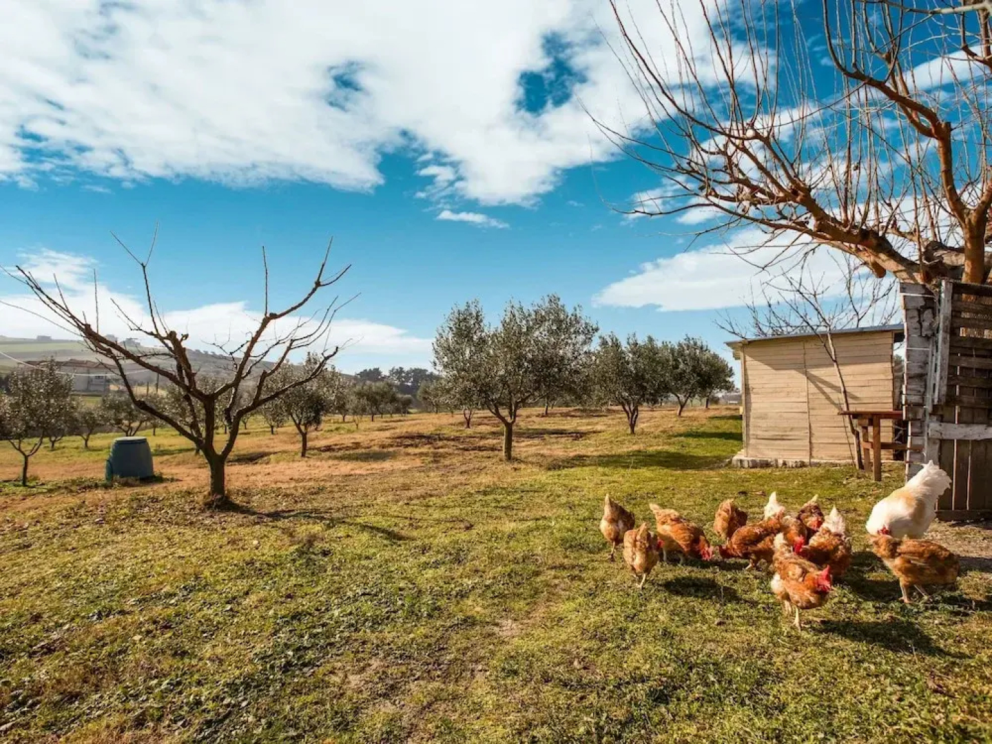 Quaint Farmhouse in Plagiari surrounded with Olive Trees