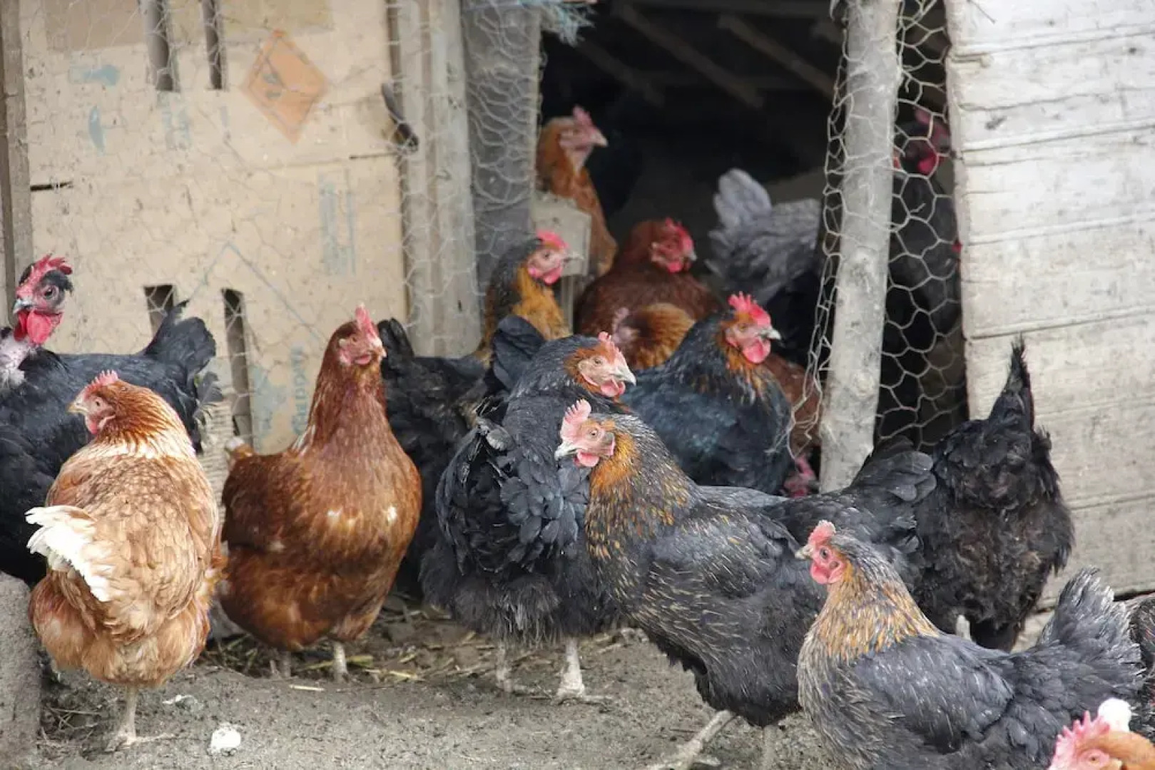 La Petite Ferme des Vitoz