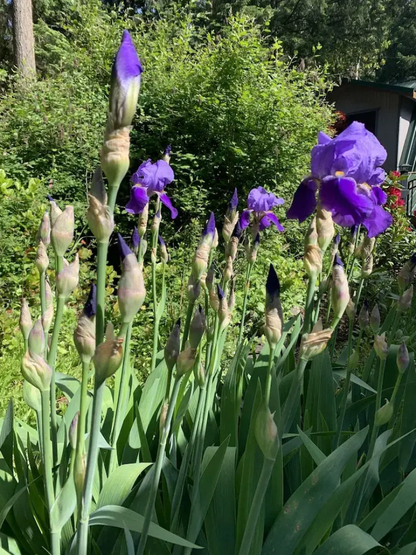 Salt Spring Carriage House B&B