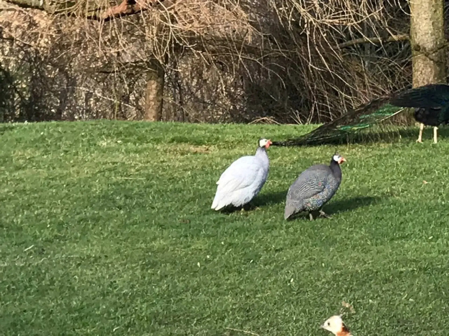 The Shepherds Hut at Hafoty Boeth