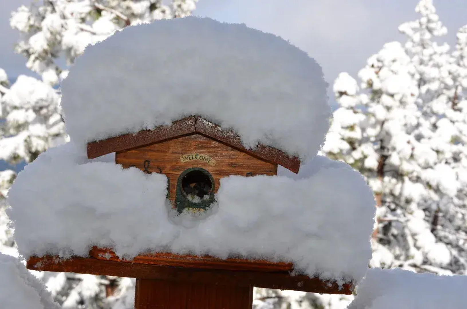 Where Eagles Fly Bed & Breakfast