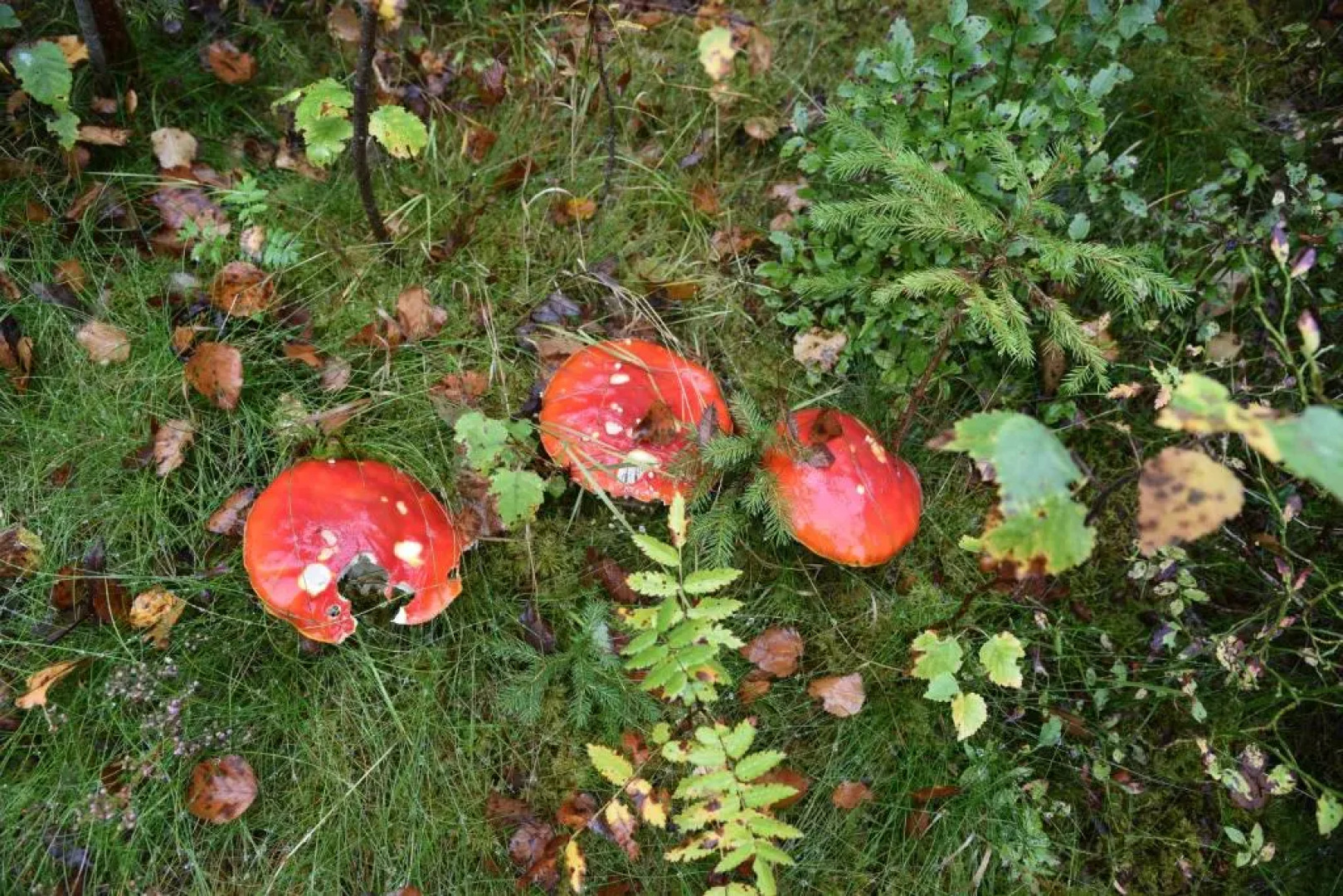 Apartment Eisenhauer in Schluchsee