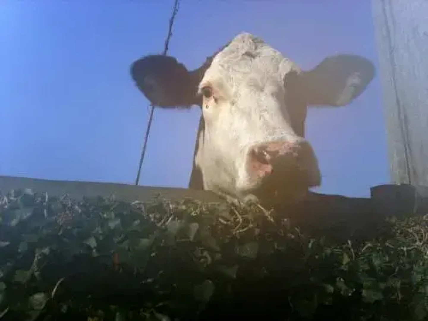 The Golden Lion Hotel