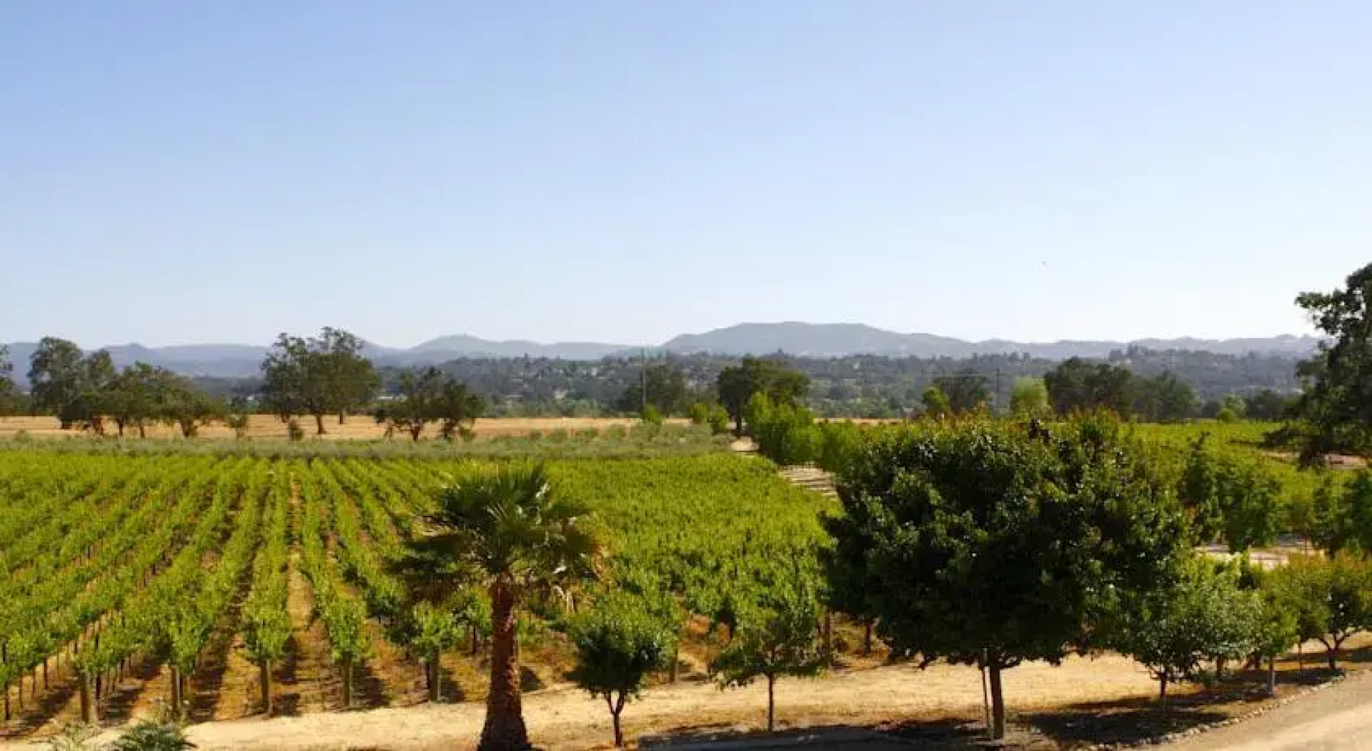Honey Oak House at Laraneta Vineyards