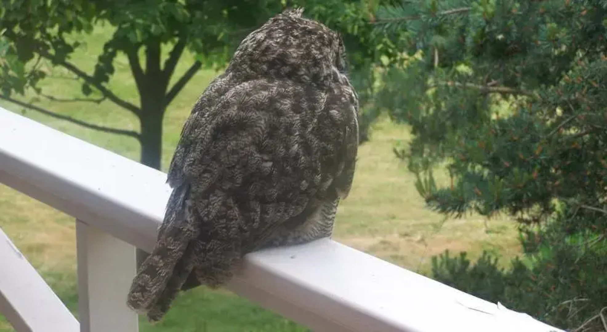 Day Dream Farm Cottage