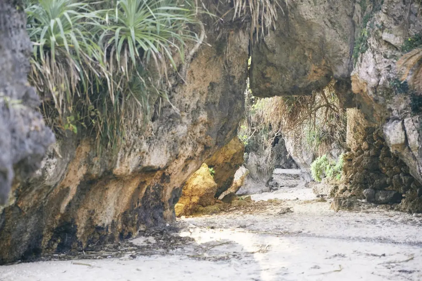 Blue Steak Wonder Nagahama