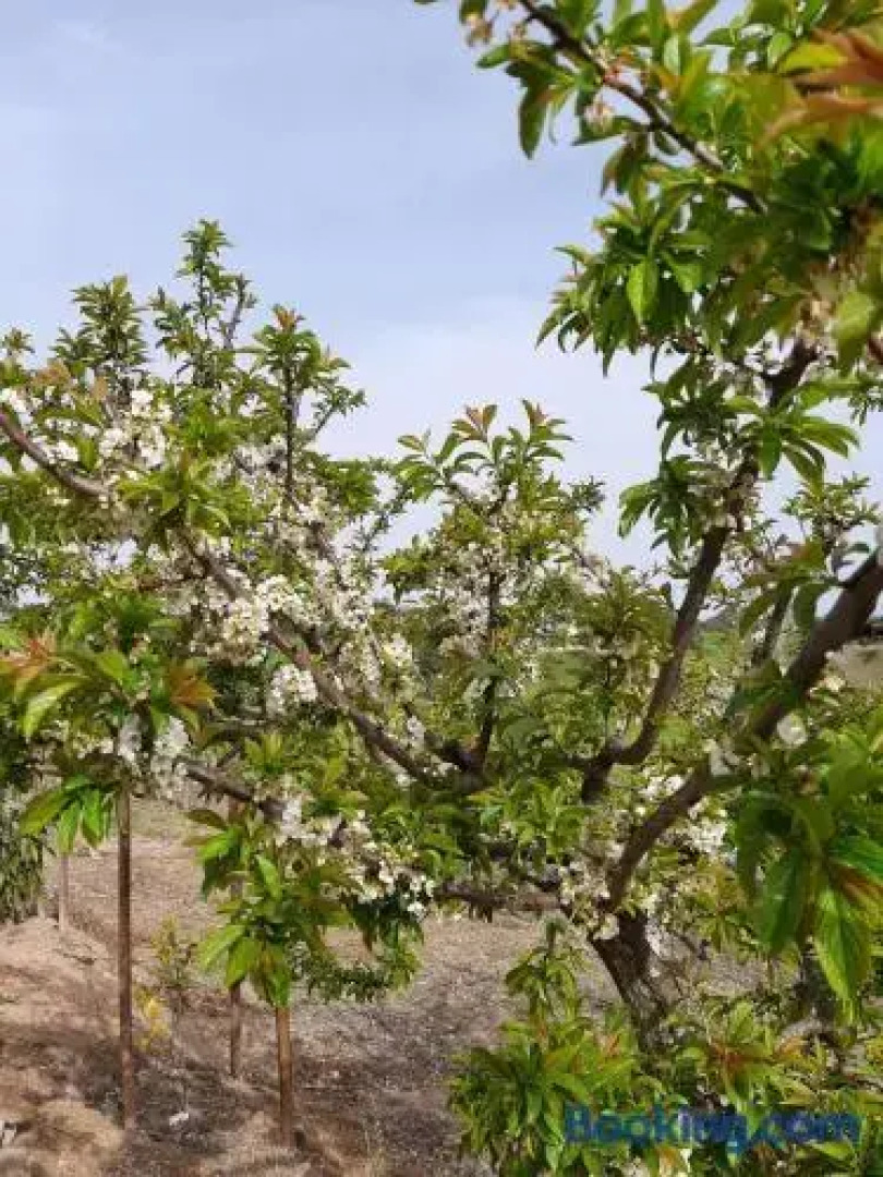 Casa Branca do Olival