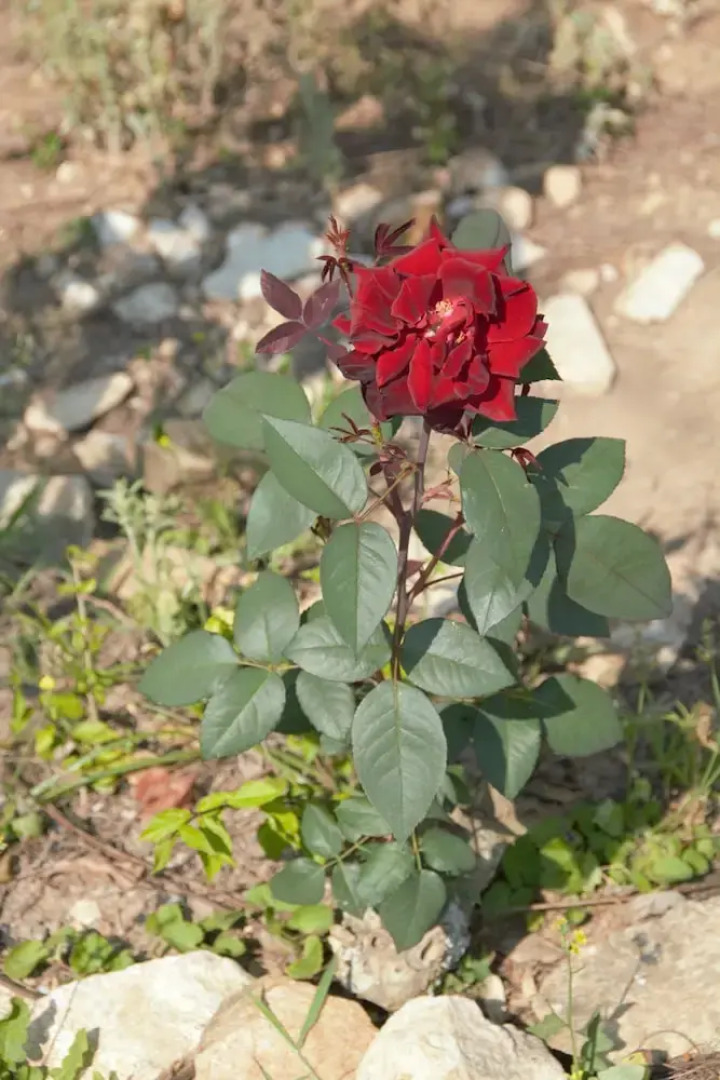 Pousada Estação das Flores