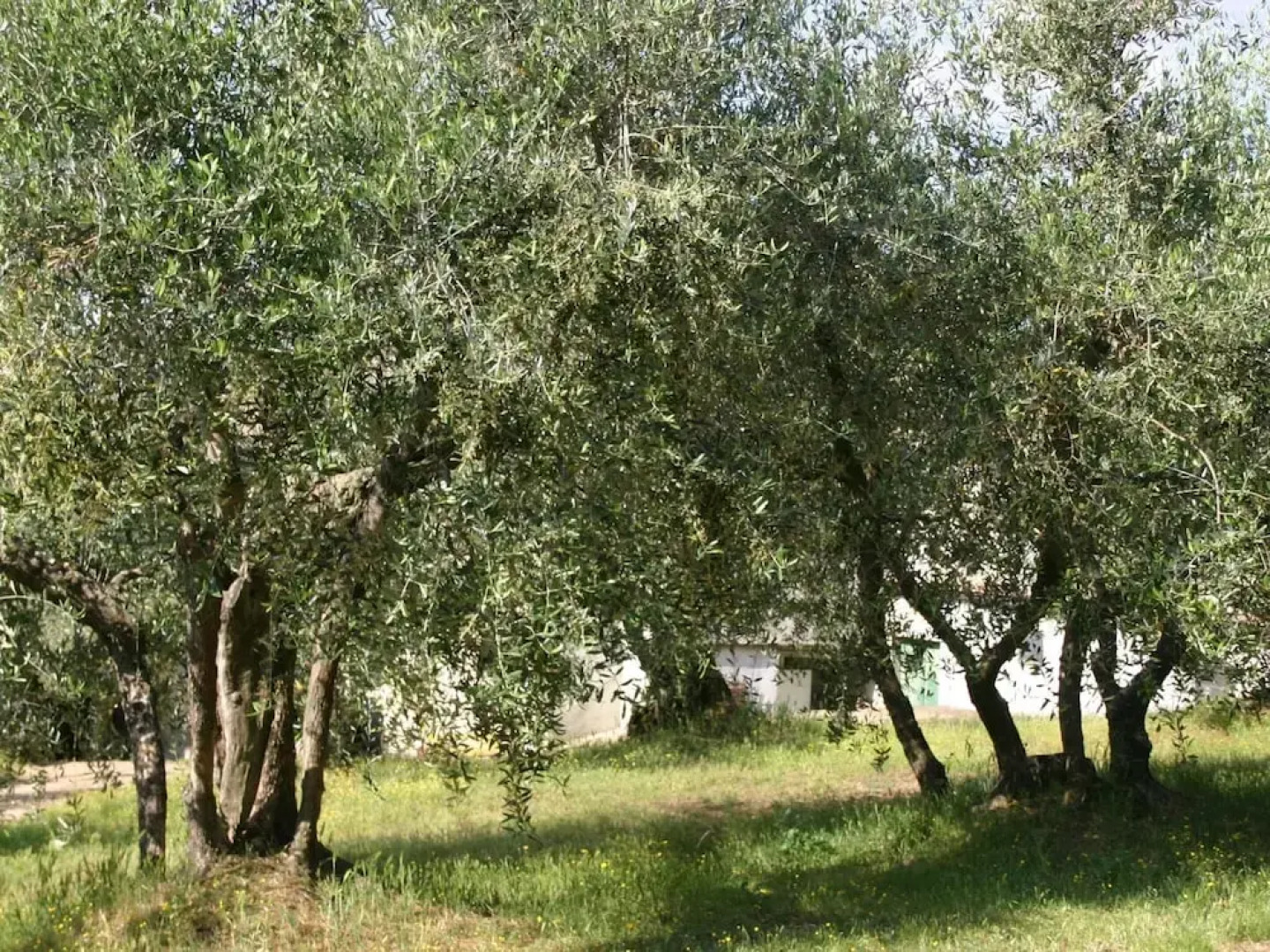 Tuscany Bliss: Garden Retreat