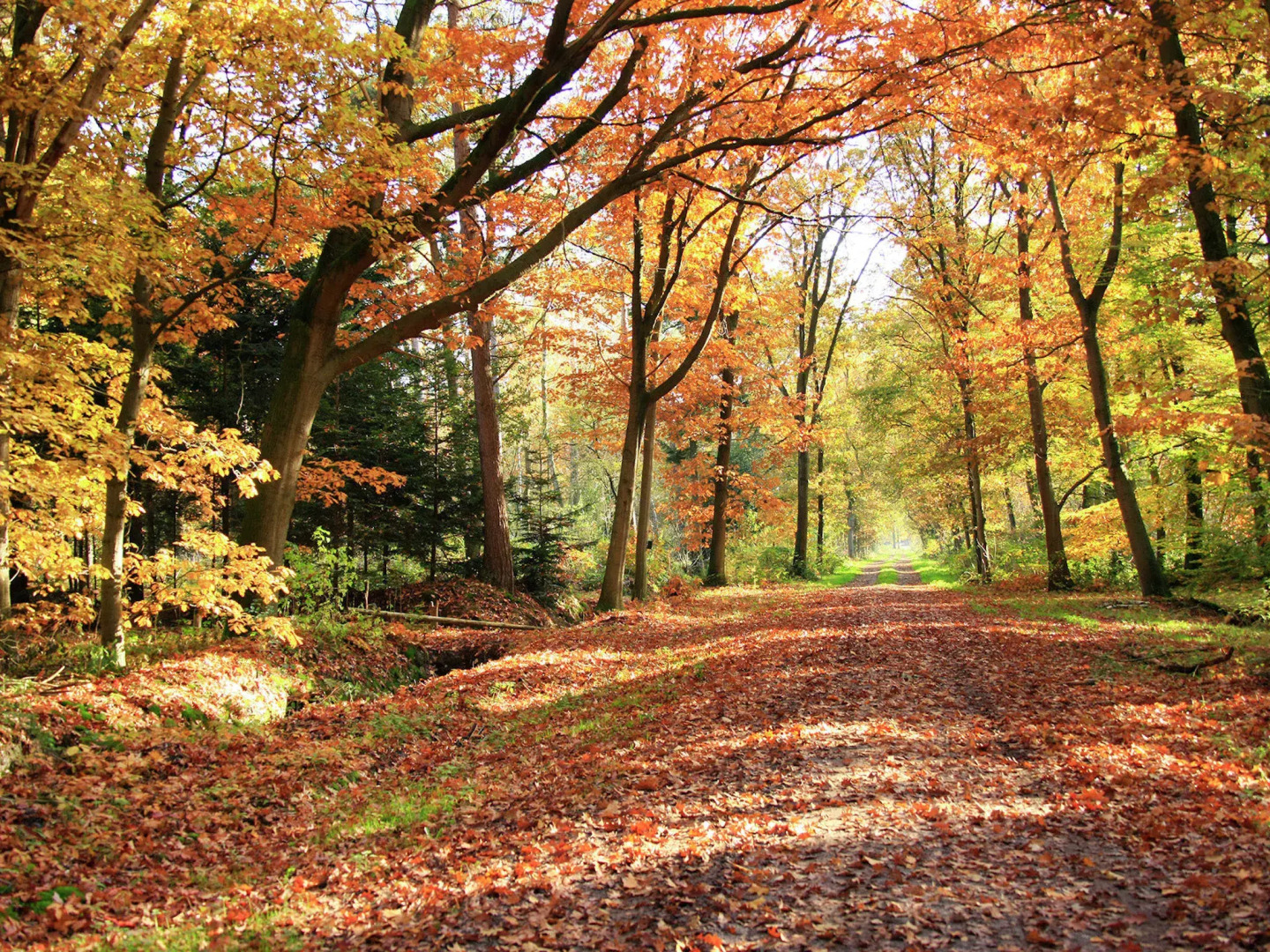 Holiday Home in Stegeren With Pool