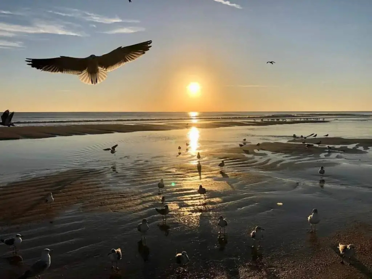 Flamboyant Apartments