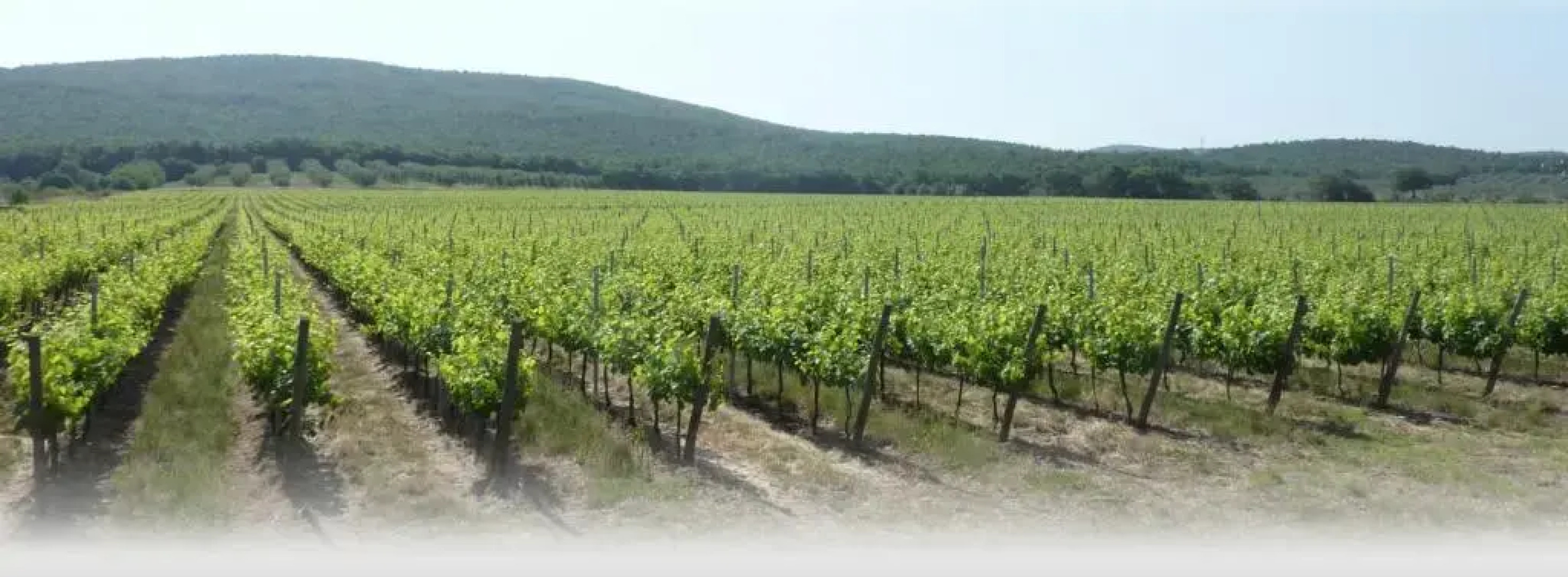 Le Stanze Di Zelinda