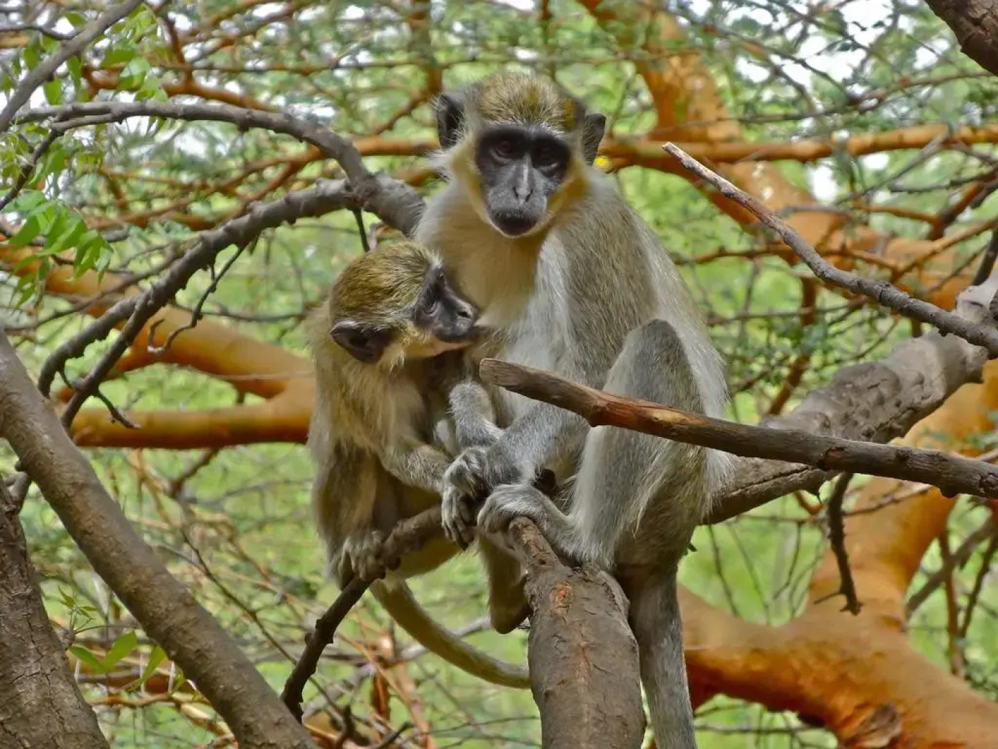 Le Clos Des Papillons