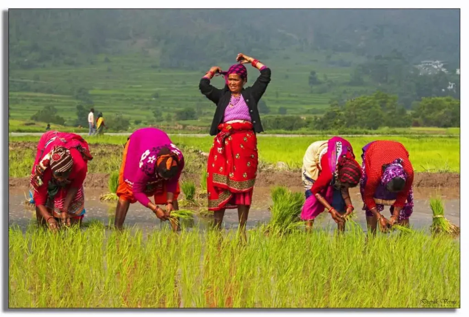 The Frostwood Resort