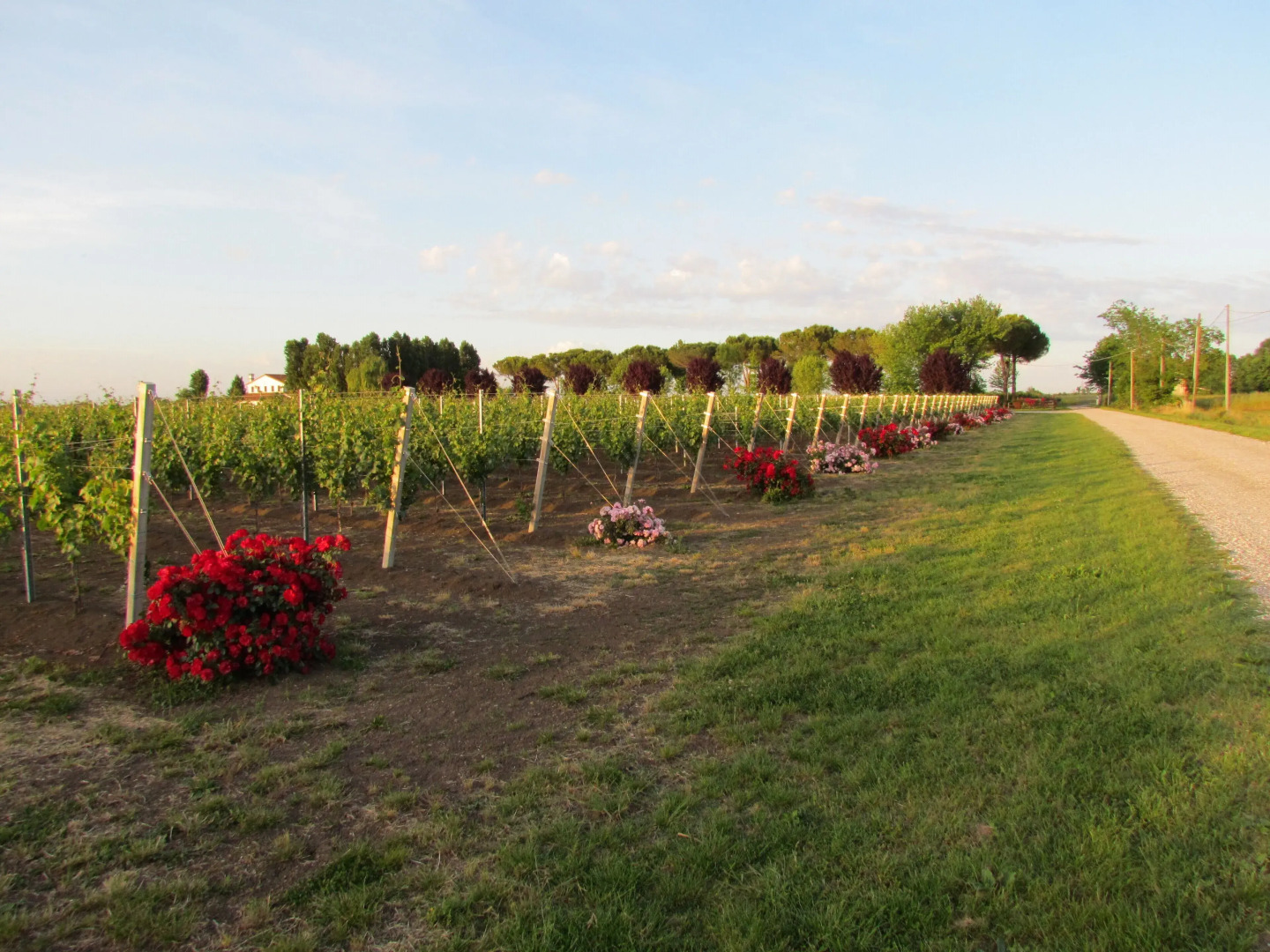 Agriturismo Le Cipressine