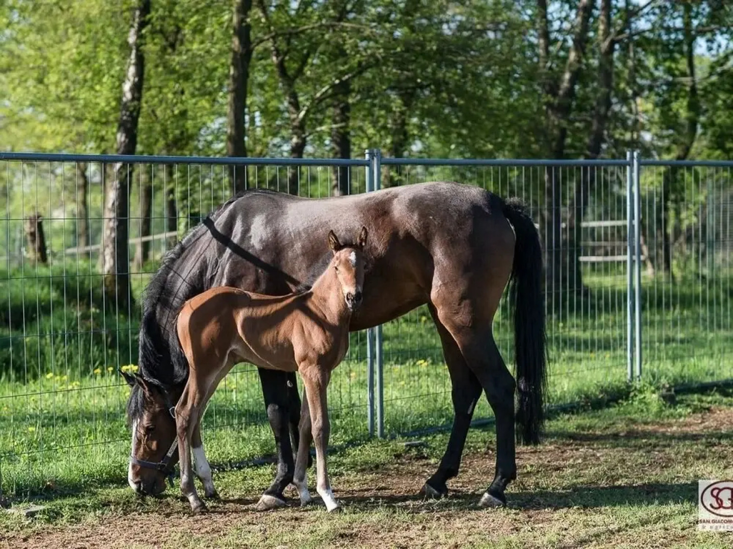 San Giacomo Horses & Agriturismo