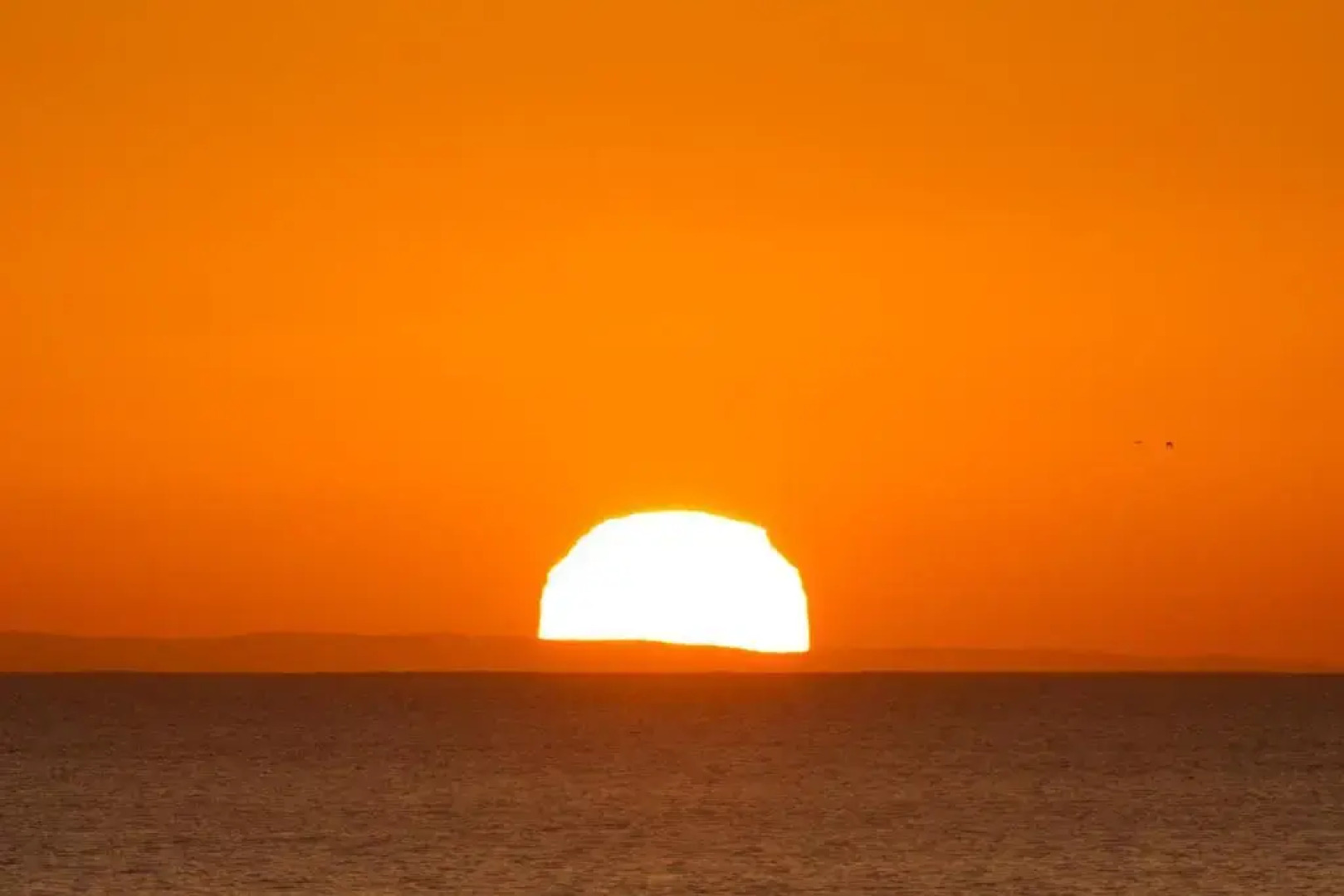 African Perfection 1