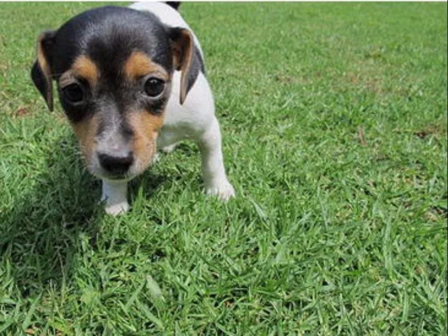 Maz's Tamborine Mountain Accommodation