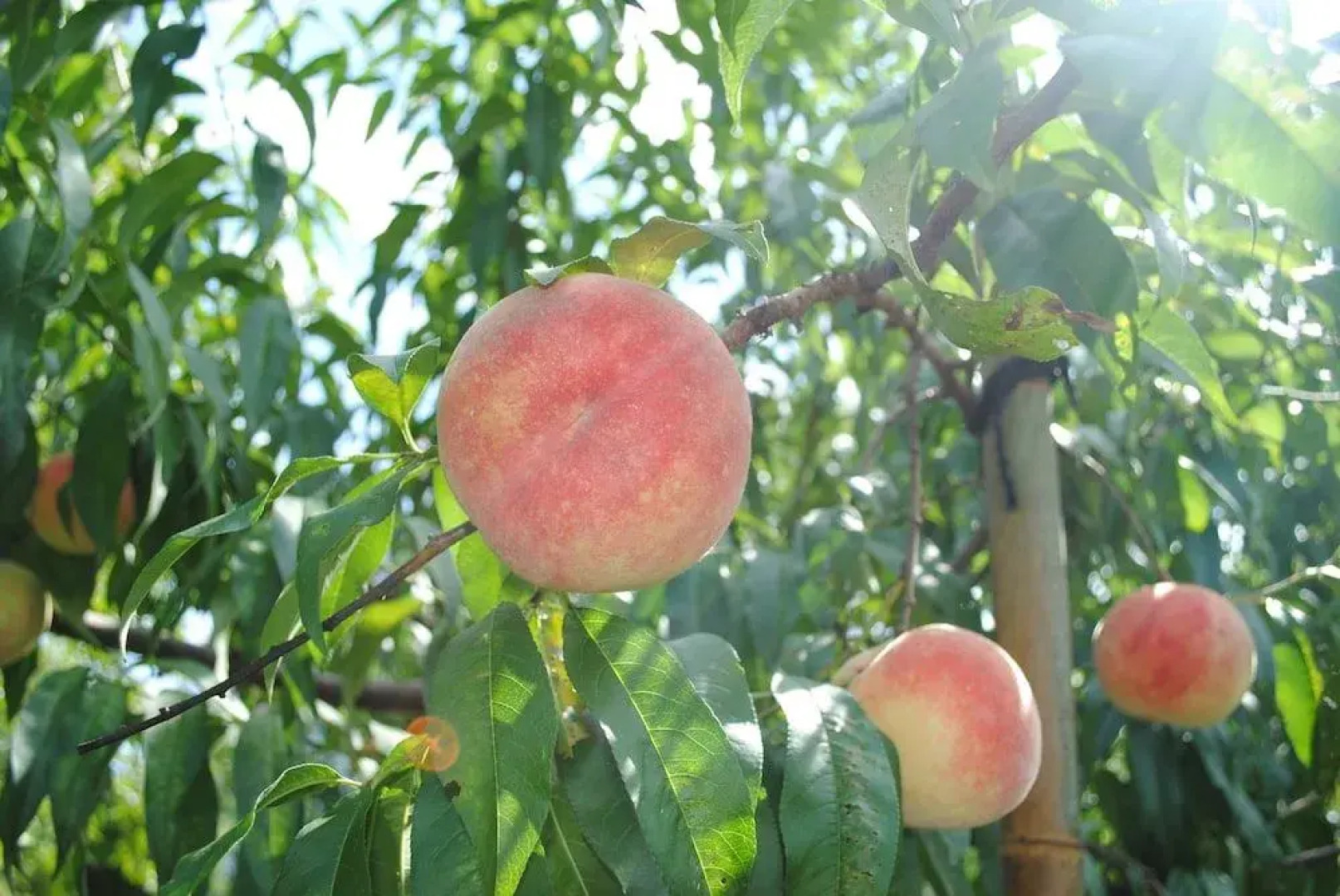 Sekaiisannokakureyado Kajitsunomori