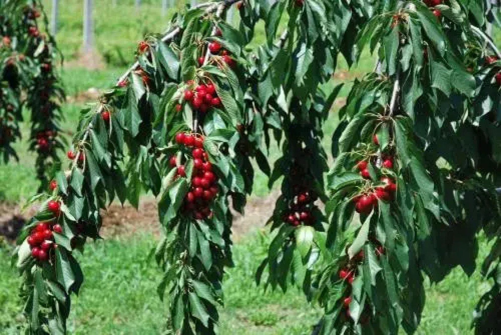 Agriturismo Terra E Sole