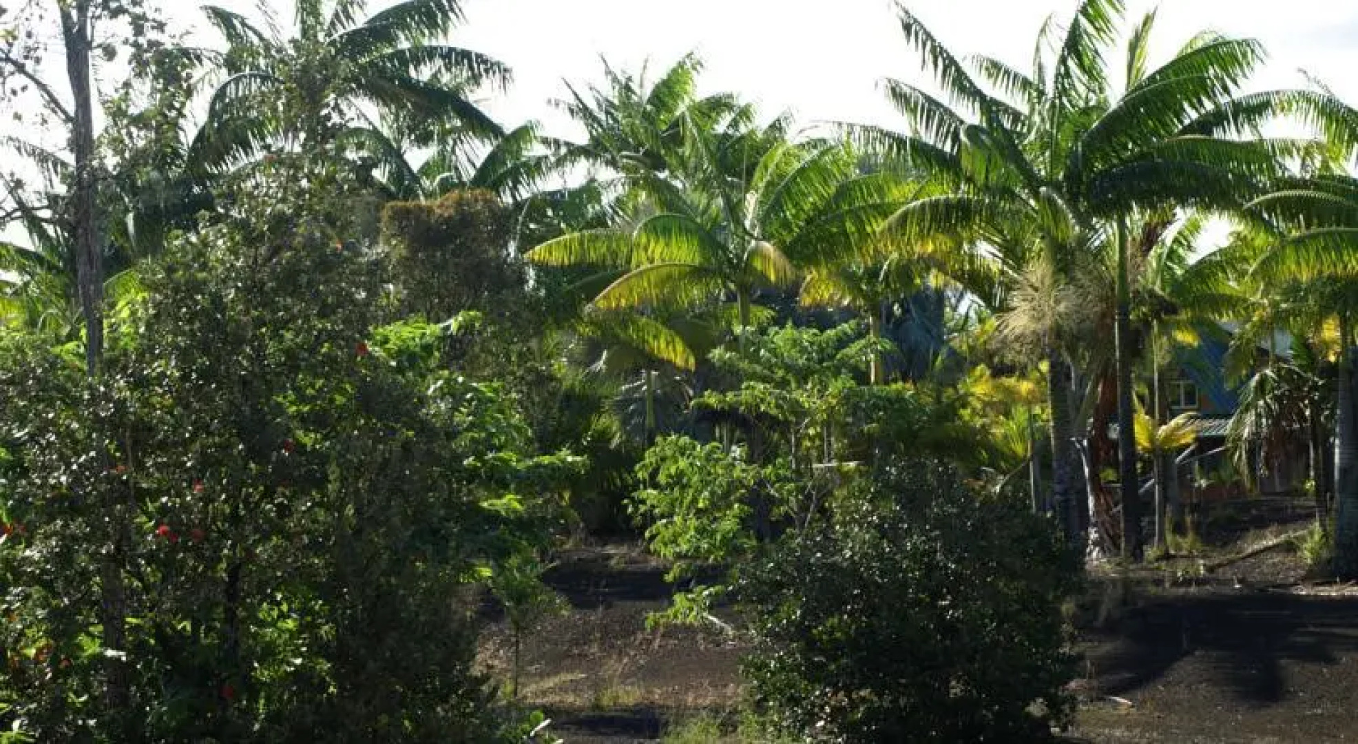 Hawaiian Paradise Bungalow