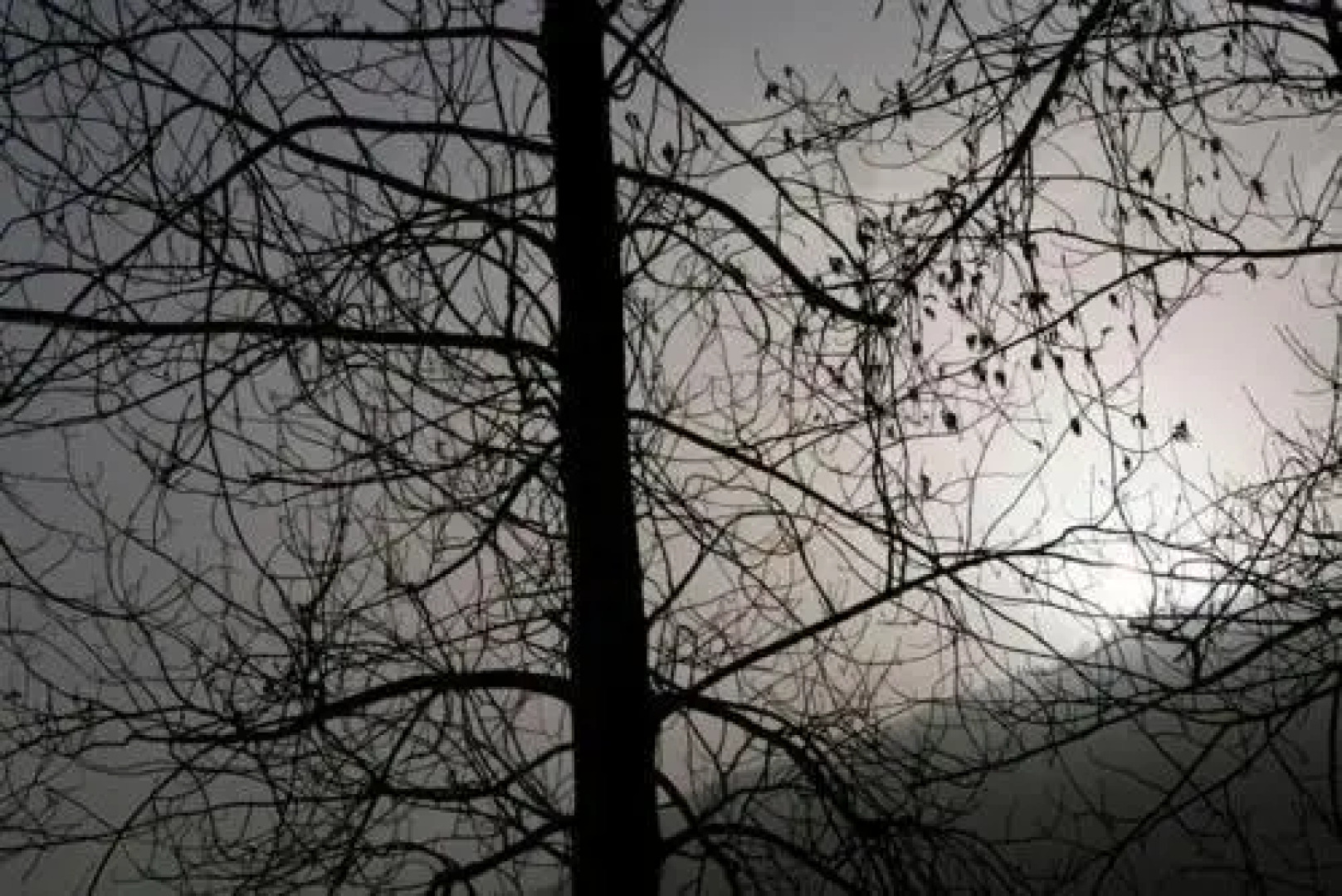 The Sonaugi Homestead