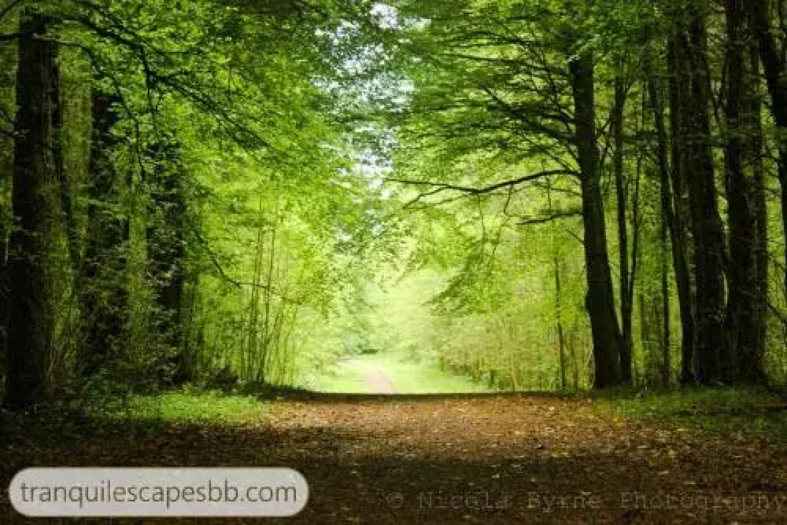 Tranquil Escapes B&B