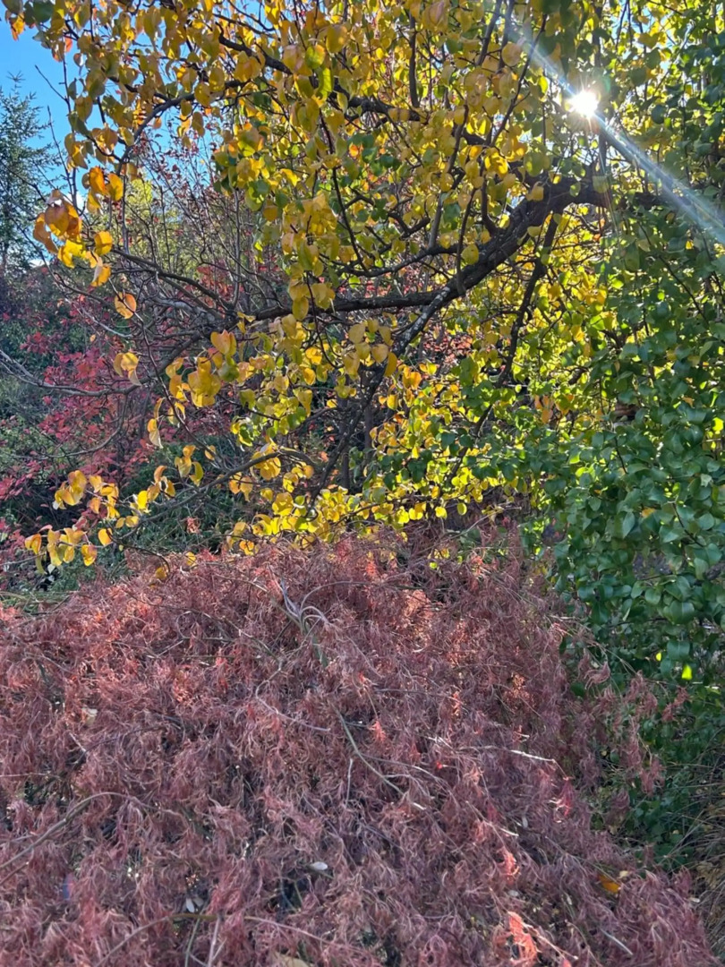 The Prospector on Miners