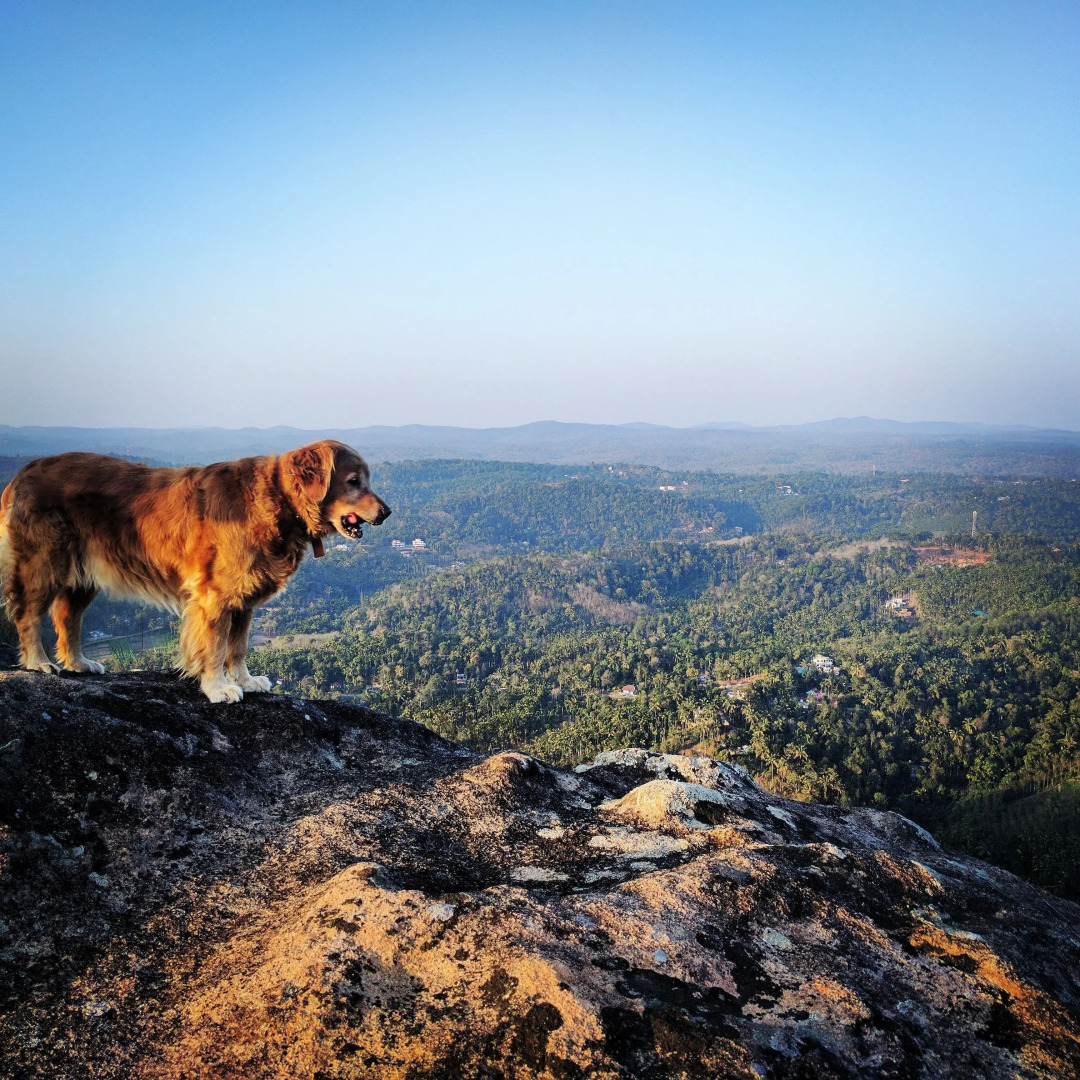 Tranquil Resort - BluSalzz Collection, Wayanad