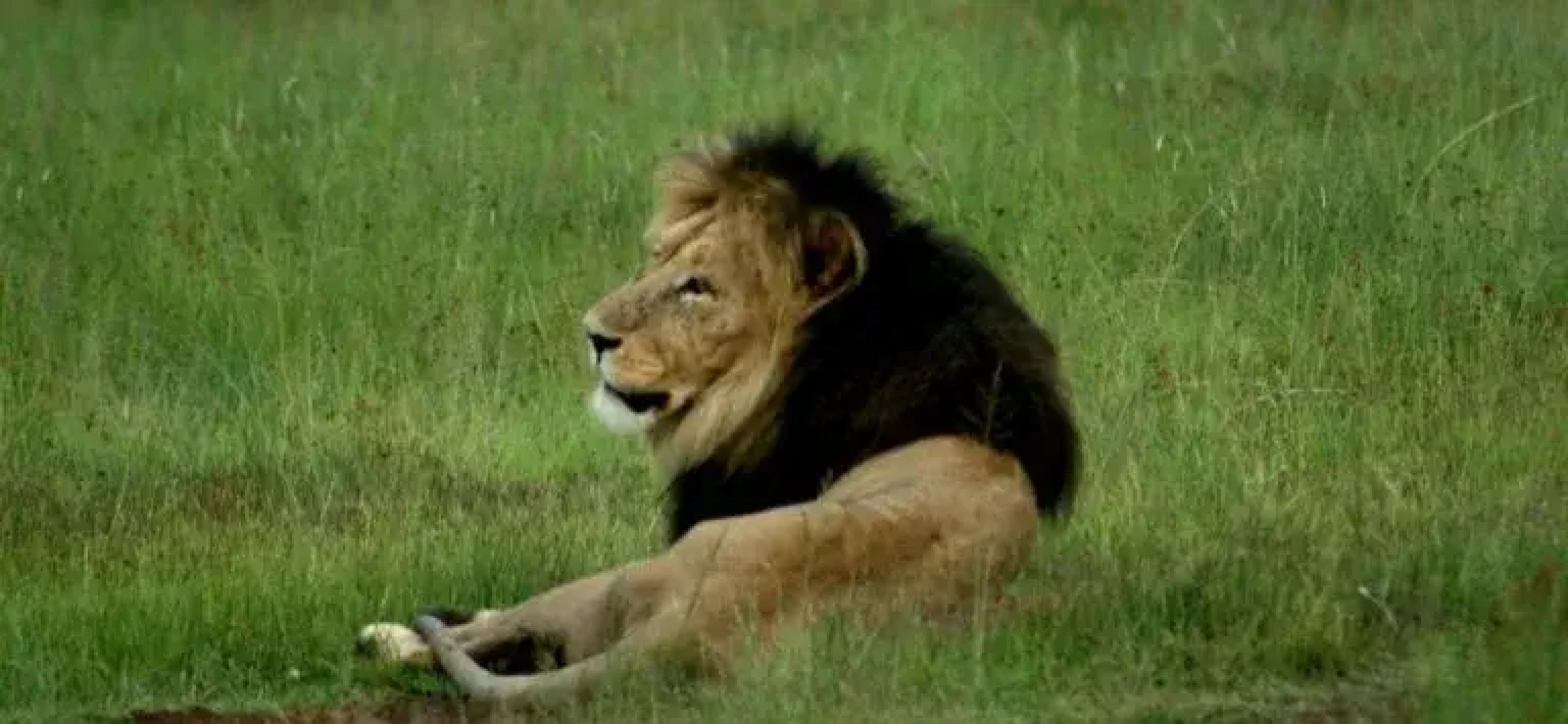 Wild Ivory Eco Lodge - All Inclusive