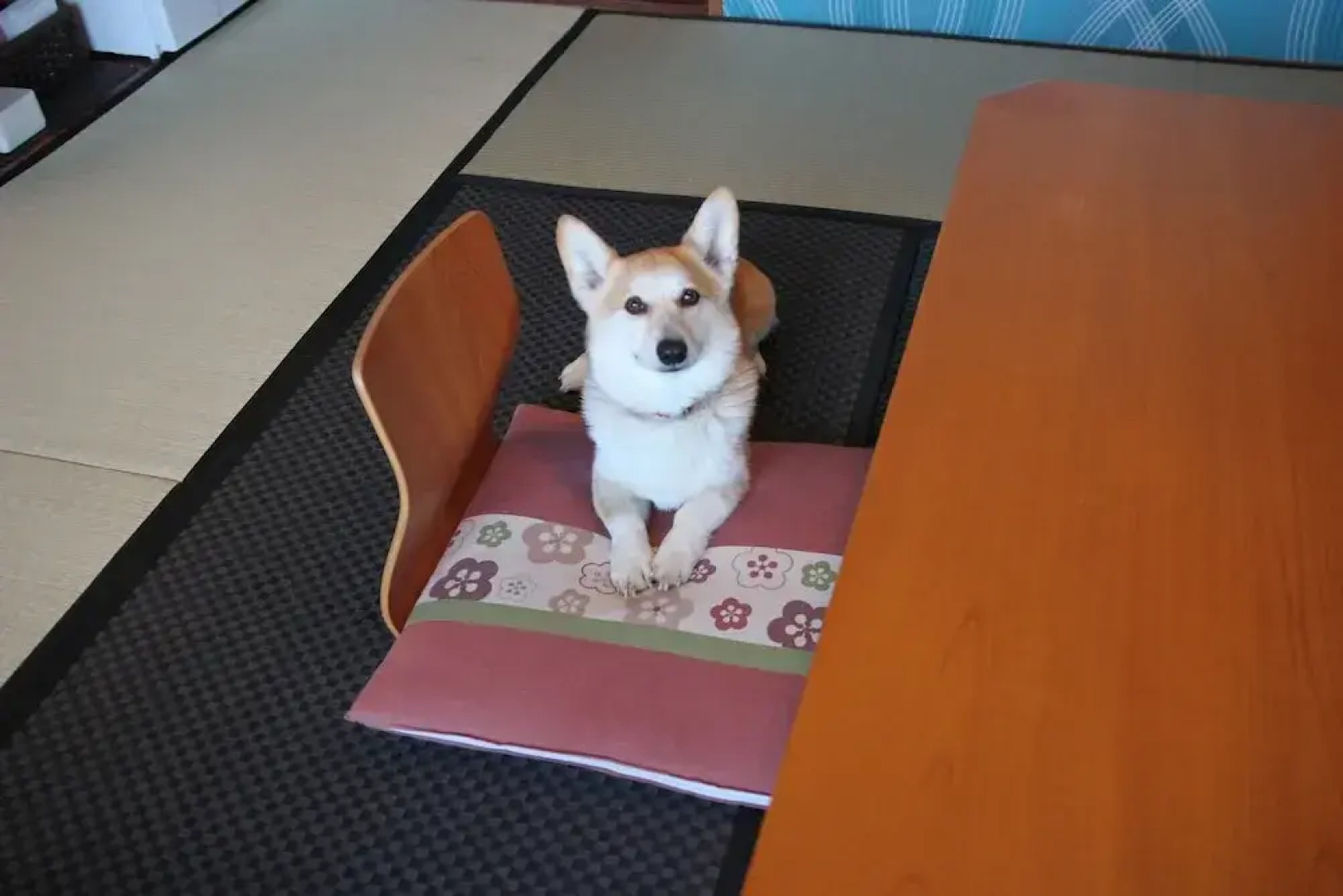 Hakone Gora Guam Dog