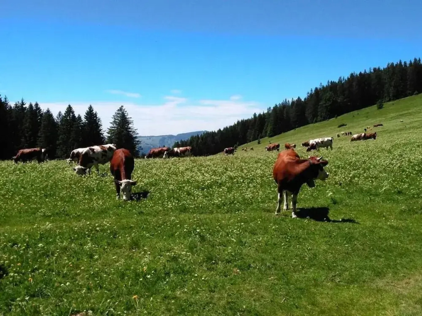 Holiday Apartment Morning Sun
