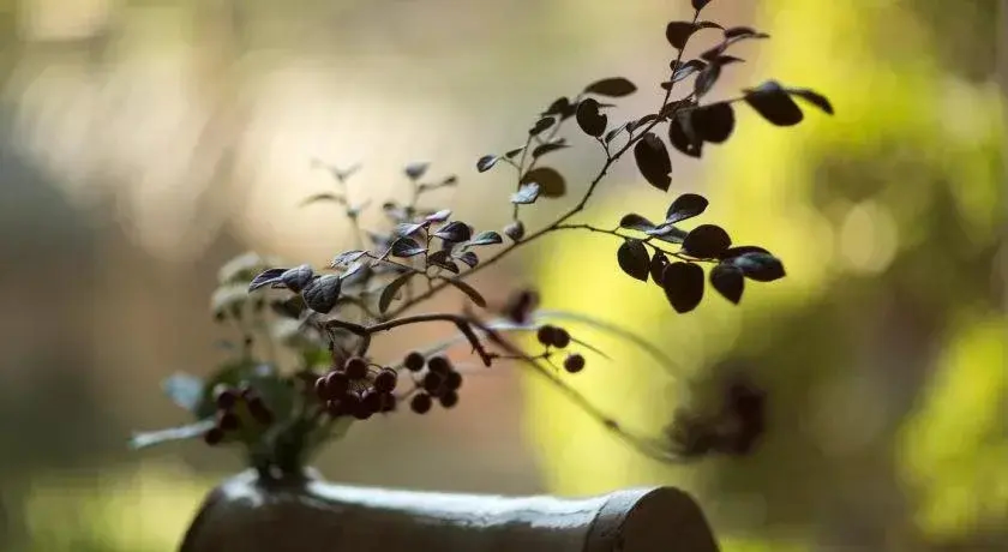 Saninyumura Onsen Kinokairori Kotobukiso