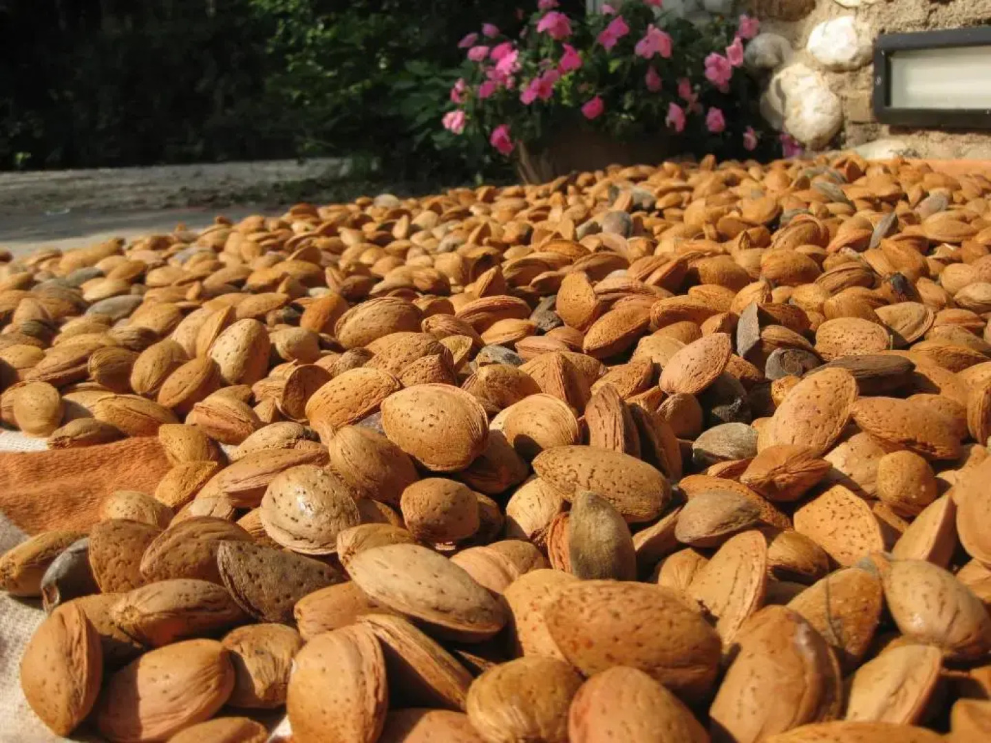Agriturismo Campagnoletto